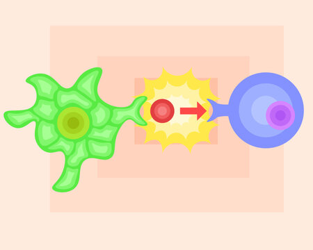 dendritic cell/T cell/antigen presentation illustration