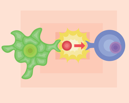 dendritic cell/T cell/antigen presentation illustration