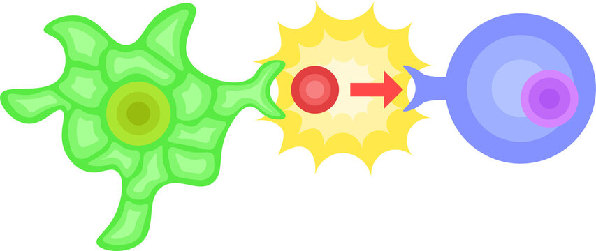 dendritic cell/T cell/antigen presentation illustration no background