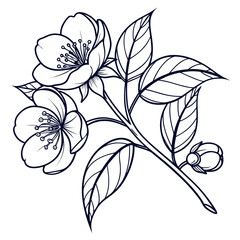Black and White Line Art of Jasmine Branch with Flowers and Leaves blossom bloom