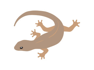 Hand Drawn House Lizard Illustration
