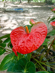 Vibrant red two anthurium flower in full bloom, heart-shaped spathe, tropical plant. Bright red Anthurium flower with glossy heart-shaped petals and yellow spadix captured in natural sunlight.