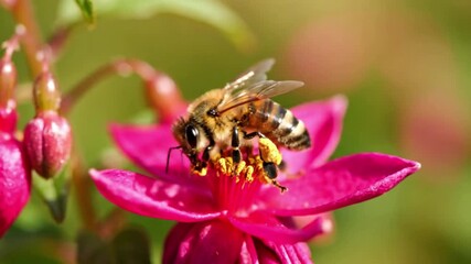 Essential ecological service: a bee transferring pollen, crucial for plant reproduction and ecosystem health. Environmental significance bee, honeybee, insect, pollination, flower, blossom, nectar,?