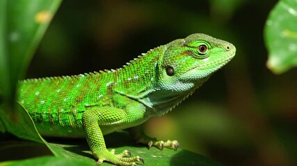 Dynamic sequence of a lizard darting quickly across a natural surface or slowly climbing a textured tree bark, capturing its agile movement. Follow shot, tracking the lizard's movement, or a series?