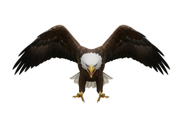 Obraz premium Majestic bald eagle with wings spread wide prepares for flight