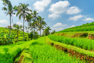 Obraz premium Awesome view of scenic rice terraces in Bali, Indonesia
