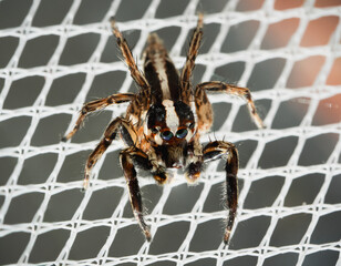 High-resolution macro photograph of a jumping spider (Salticidae family) perched on white netting. The image shows sharp detail of the spider’s eyes, legs, and body patterns.