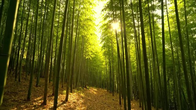 Dynamic time lapse footage illustrating the rapid growth and upward reach of young bamboo shoots, symbolizing natural vigor and ecological vitality. Time lapse, growth focus