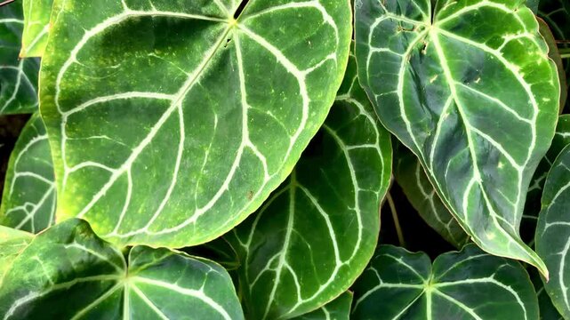 anthurium clarinervium foliage pattern in the garden