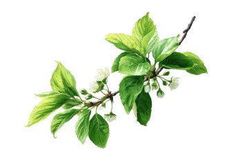Obraz premium Blossoming branch fresh green leaves, tiny white flowers