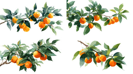 A refreshing watercolor illustration of orange fruit branches with lush green leaves and detailed textures. Perfect for botanical artwork, food design, packaging, and natural garden themes.