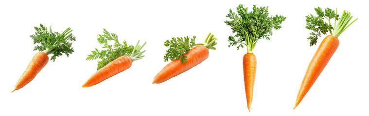 Fresh Carrots with Green Tops Displayed on White Background, Isolated on Transparent, white background