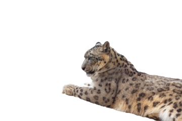 地面に座るユキヒョウ