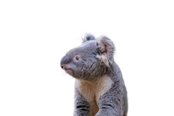 かわいらしいコアラ