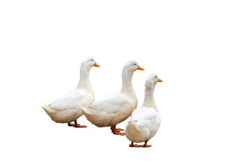 Fototapeta premium 三羽のアヒル