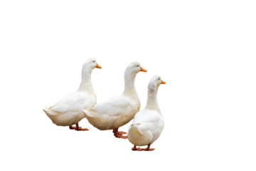 三羽のアヒル