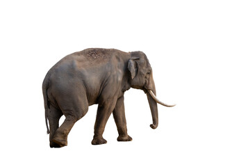 Obraz premium 地面を歩くゾウ