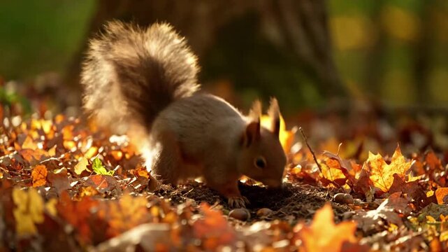 A dynamic sequence of a squirrel gracefully leaping between tree limbs or scampering rapidly up a textured tree trunk, displaying its agility and swift movements.