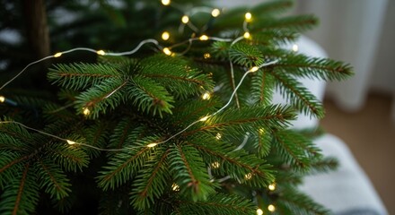 Close-up of a green evergreen tree branch adorned with twinkling warm white fairy lights