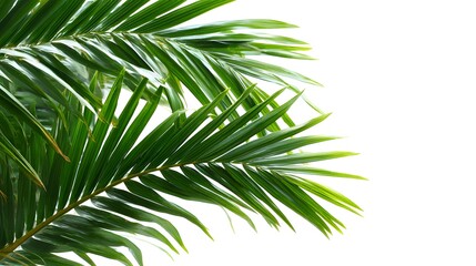 Fototapeta premium Green tropical palm leaves isolated on white background, exotic jungle foliage border, summer design element and natural botanical composition