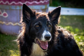 Border collie dog