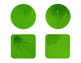 Green leaves in circular and square, on black background