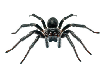 Detailed portrait of a black spider isolated on transparent background, emphasizing its formidable appearance and intricate anatomy, a fascinating yet fearsome creature