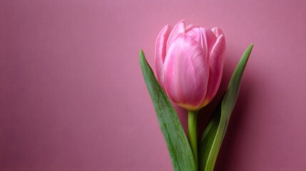 Single pink tulip flower close-up on soft pastel pink background, romantic floral minimalism and elegant spring nature photography concept