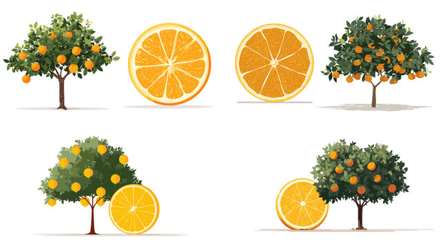 A fresh illustration set of orange trees with ripe fruits and sliced citrus pieces. Bright botanical artwork perfect for food packaging, garden themes, juice branding and natural designs.
