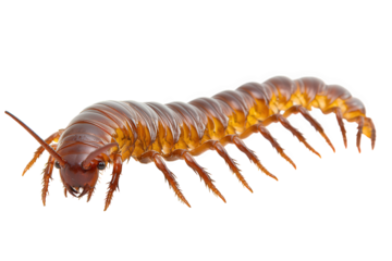 A centipede isolated on transparent background, revealing its segmented body and numerous legs, showcasing its unique adaptation for navigating diverse terrestrial environments