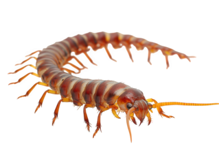 Detailed image of a centipede isolated on transparent background, exhibiting its elongated body, multiple legs, and prominent antennae, showcasing its unique features