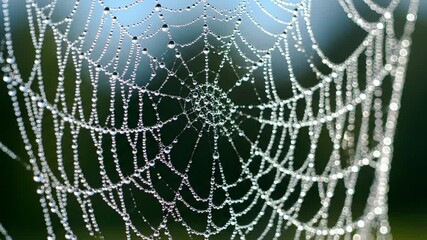 The pristine and fleeting essence of dawn, as moisture clings precariously to the web before the warmth of the sun causes evaporation. Atmospheric macro, dew, drops, spiderweb, morning, nature,?