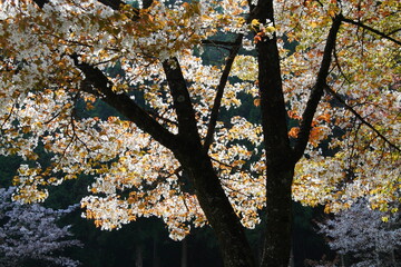 逆光で撮影した満開の山桜