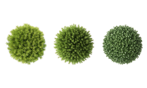 Three perfectly round green ornamental garden shrubs, captured from above, isolated on a clean white backdrop, perfect for design assets with a transparent background