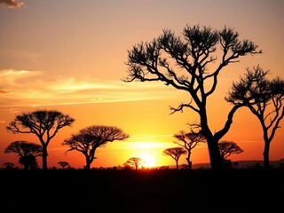 Silhouettes of acacia trees against a blazing African sunset, a symphony of color,  trees,  dusk