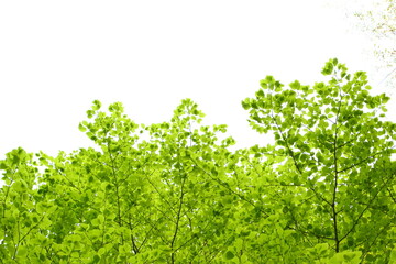 色鮮やかな新緑の葉　白背景