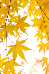 黄葉したカエデの葉のクローズアップ　白背景