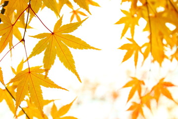 黄葉したカエデの葉のクローズアップ　白背景