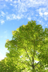 青葉を茂らすカエデの木