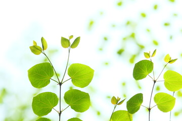 カツラの若葉のクローズアップ　白背景