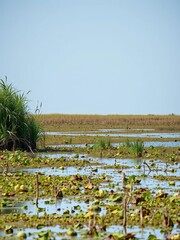 Wetland with rich aquatic vegetation and diverse bird species, crucial water filter, wetland,  marsh