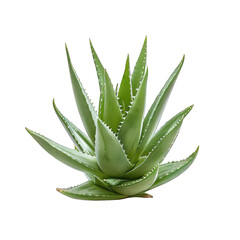 Lush green aloe vera plant with thick, spiky leaves radiating from a central rosette, showcasing its succulent texture and vibrant color against a black background