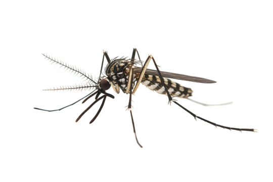 Aedes mosquito isolated on transparent background, showcasing its distinctive black and white markings and slender body, a common vector of diseases like dengue