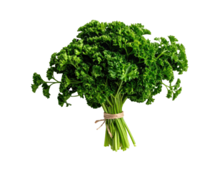 Fresh curly parsley bundle tied with twine