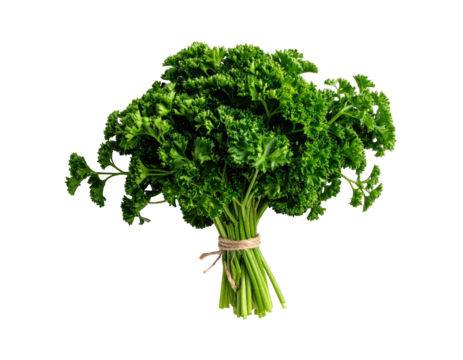 Fresh curly parsley bundle tied with twine