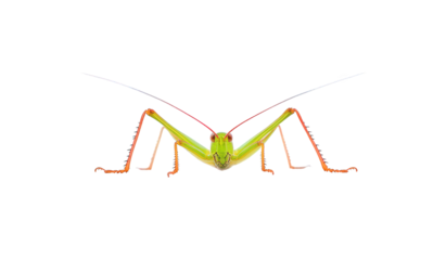 A vibrant green katydid, isolated on transparent background, showcases its slender body, long antennae, and delicate legs, a testament to natures intricate design