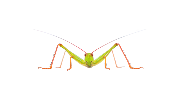 A vibrant green katydid, isolated on transparent background, showcases its slender body, long antennae, and delicate legs, a testament to natures intricate design