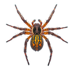 Obraz premium A striking wolf spider, isolated on transparent background, showcases its intricate patterns and robust build, a testament to natures artistry and adaptation
