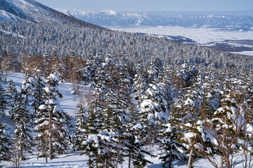 Snow covered conifer forest in Furano, Hokkaido on a freezing minus twenty degrees winter day, overlooking a vast mountain range and serene wide landscape under clear blue sky
