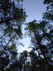 Pine Tree Wonders, Evergreen Majesty, Pine Tree Beauty, The Pine Tree, Pine Forest Serenity, Majestic Pine Trees